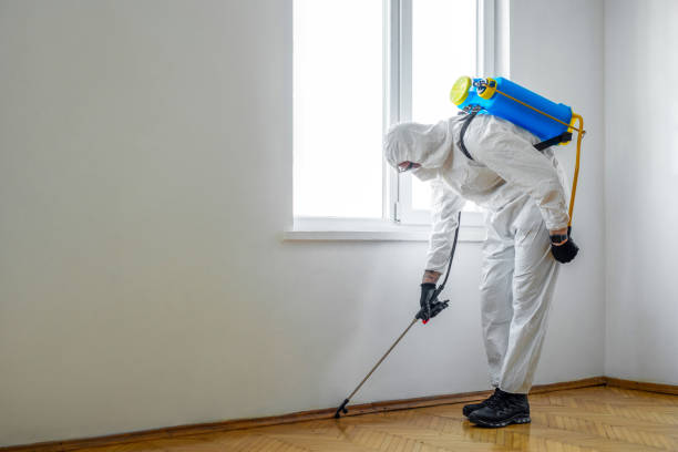 Wasp Removal Services in Oceanside, NY