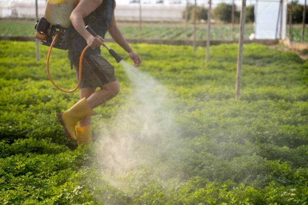 Best Ant Control Services  in Oceanside, NY