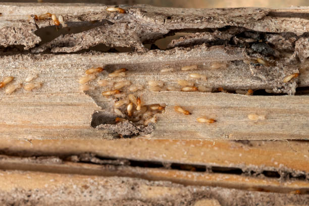 Best Termite Control Services  in Oceanside, NY