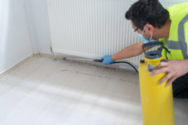 Wasp Removal Services in Oceanside, NY